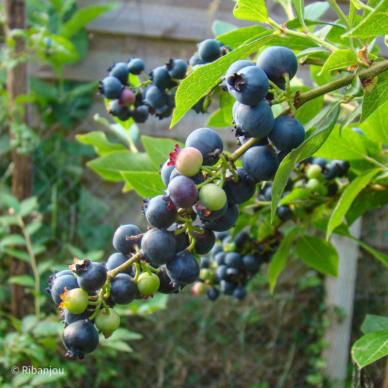 Myrtillier 'Estive'