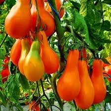Tomate Mila
