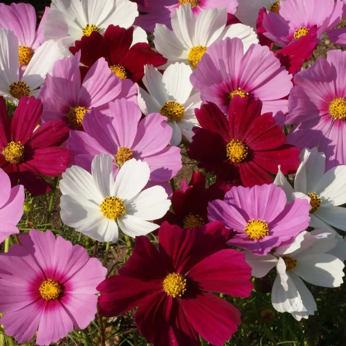 Cosmos bipinnatus 'Sensation'