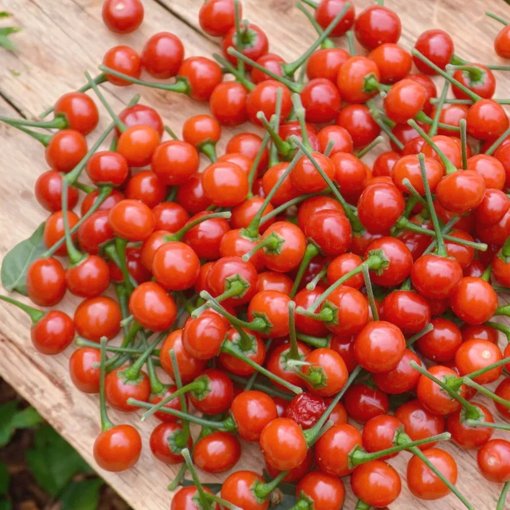Piment Aji Charapita Red