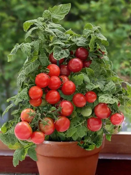 Tomate cerise Red Robin (naine)