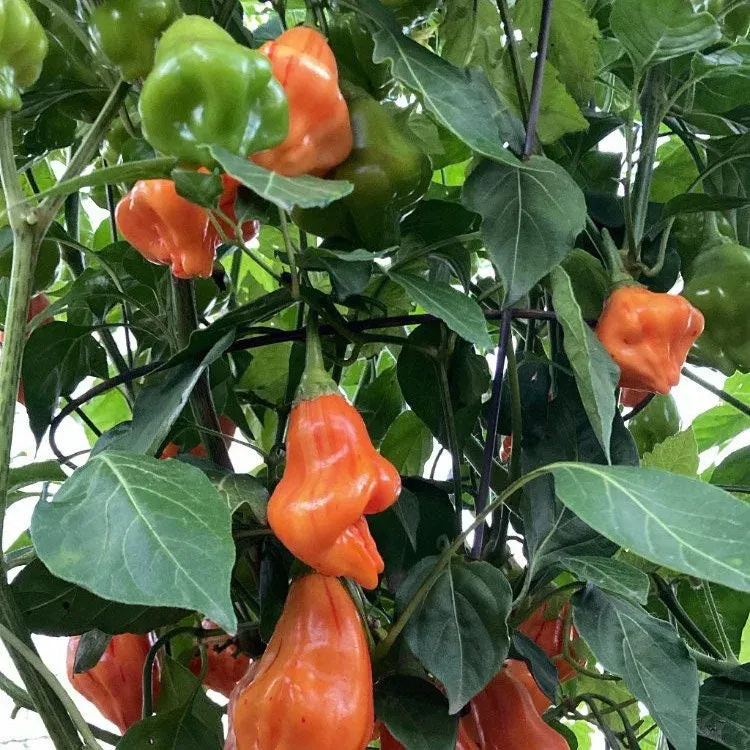 Piment Tangerine tiger