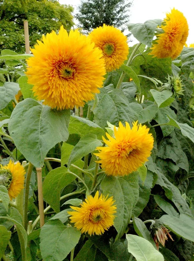 Tournesol nain pompon 'Teddy Bear'