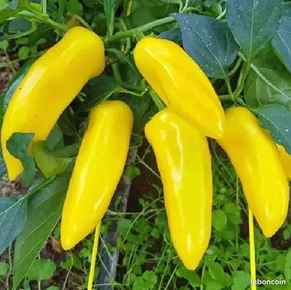 Poivron Lemon Dream