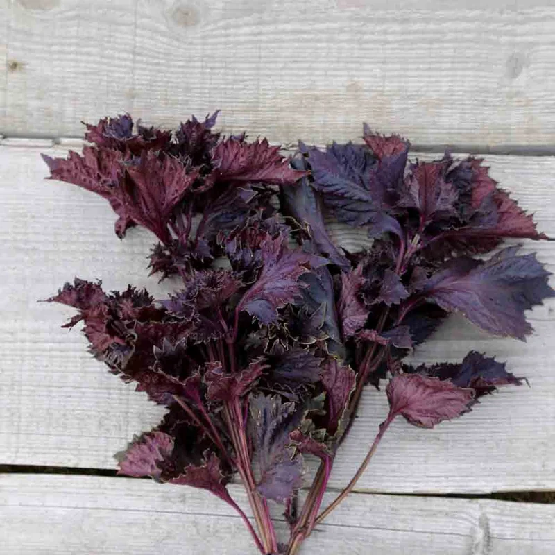 Perilla Rouge Ou Shiso