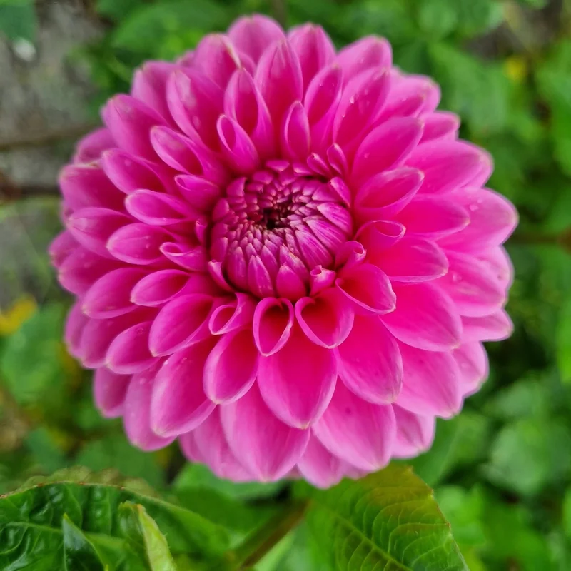 Dahlia Balle Sandra