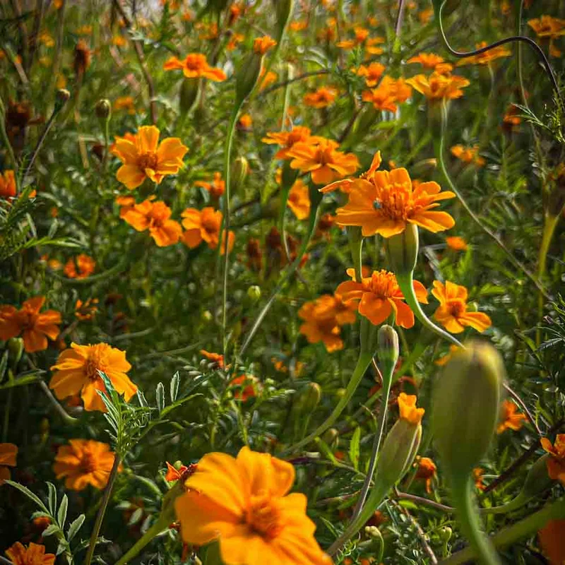 Tagete Passion