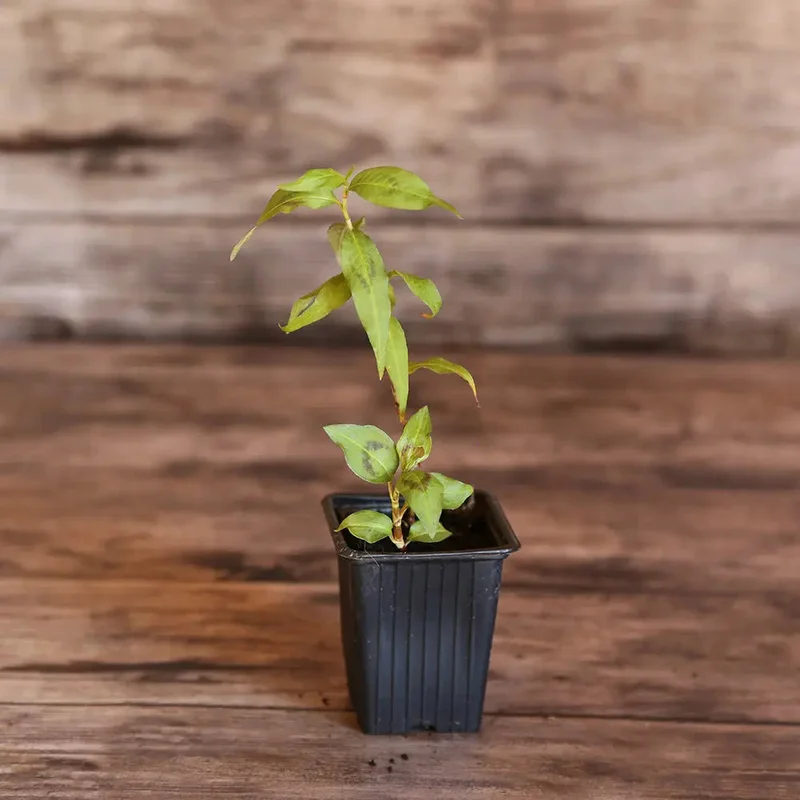 Coriandre Vietnamienne (Polygonum Thai)