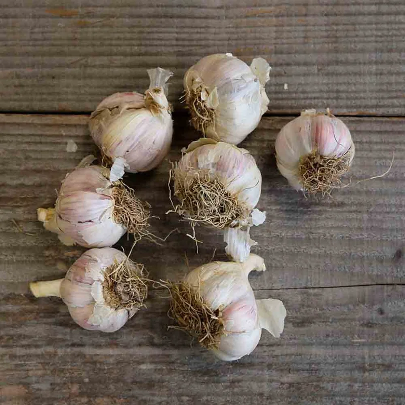 Ail Violet Primor