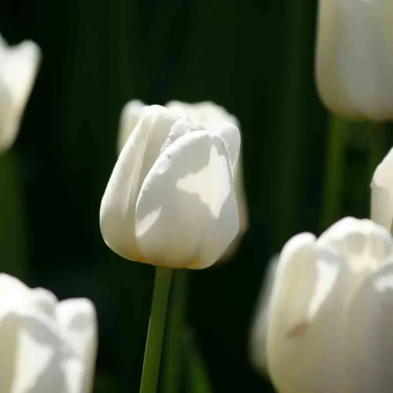 Tulipe Triomphe Antarctica