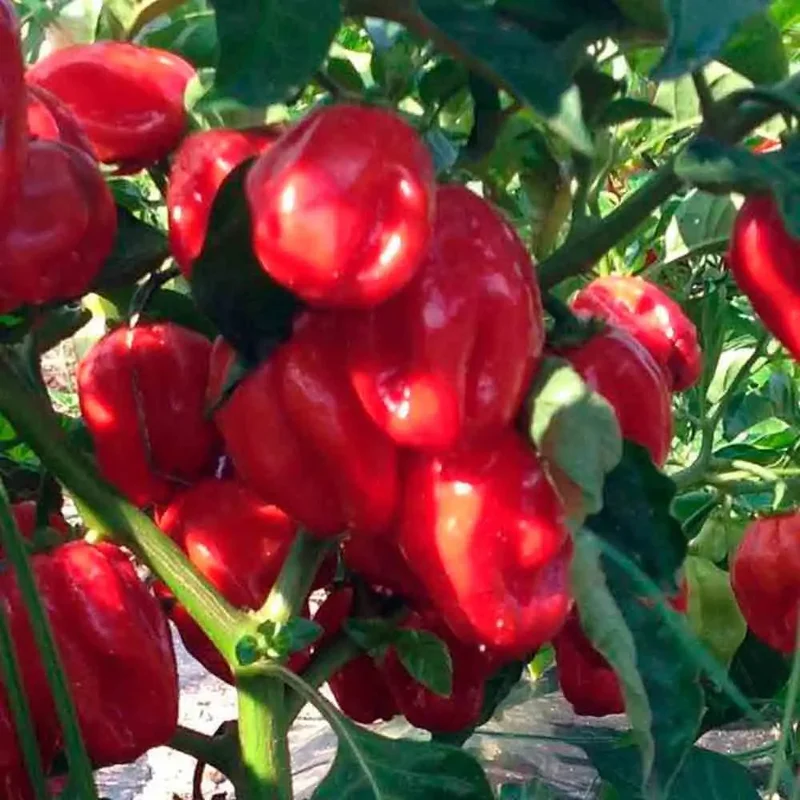 Piment Habanero Rouge Ou Antillais 'bondamanjak'