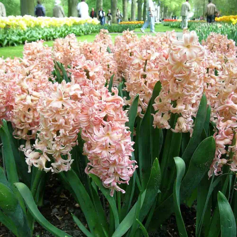 Jacinthe Gipsy Queen