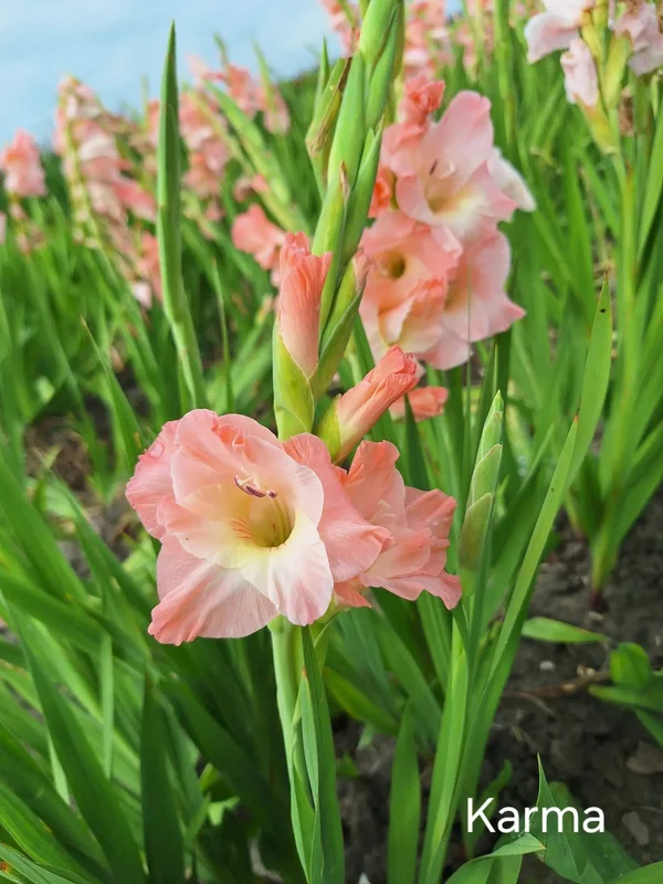 Glaïeul Karma