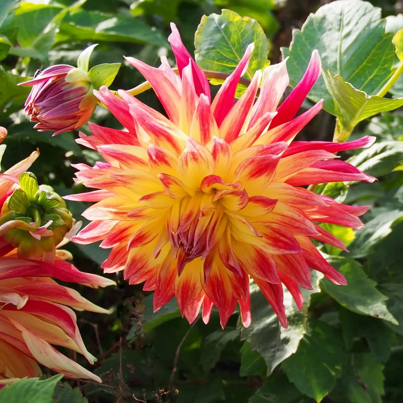 Dahlia Decoratif Manhattan Island