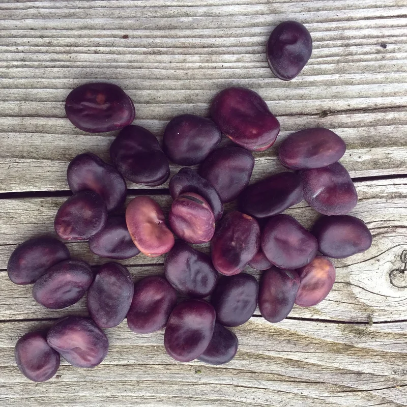 Feve Extra Precoce A Grano Violetto