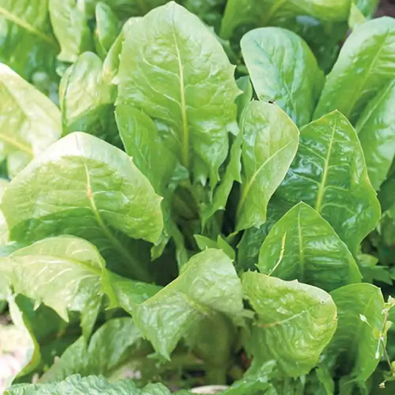 Chicoree A Larges Feuilles Biondissima Di Trieste