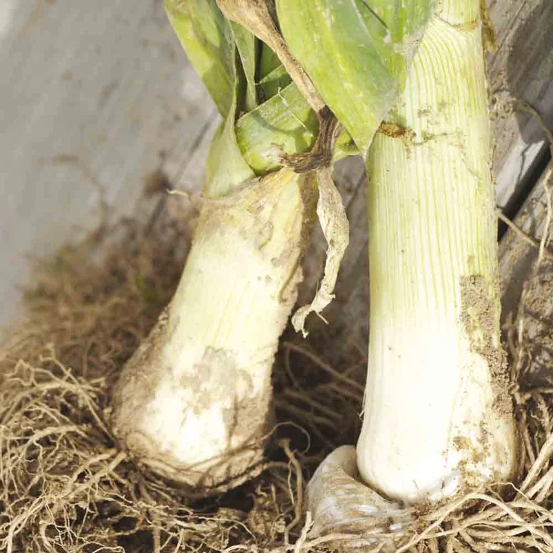 Poireau De Carentan 2