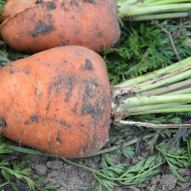 Carotte Demi-courte Obtuse De Guerande
