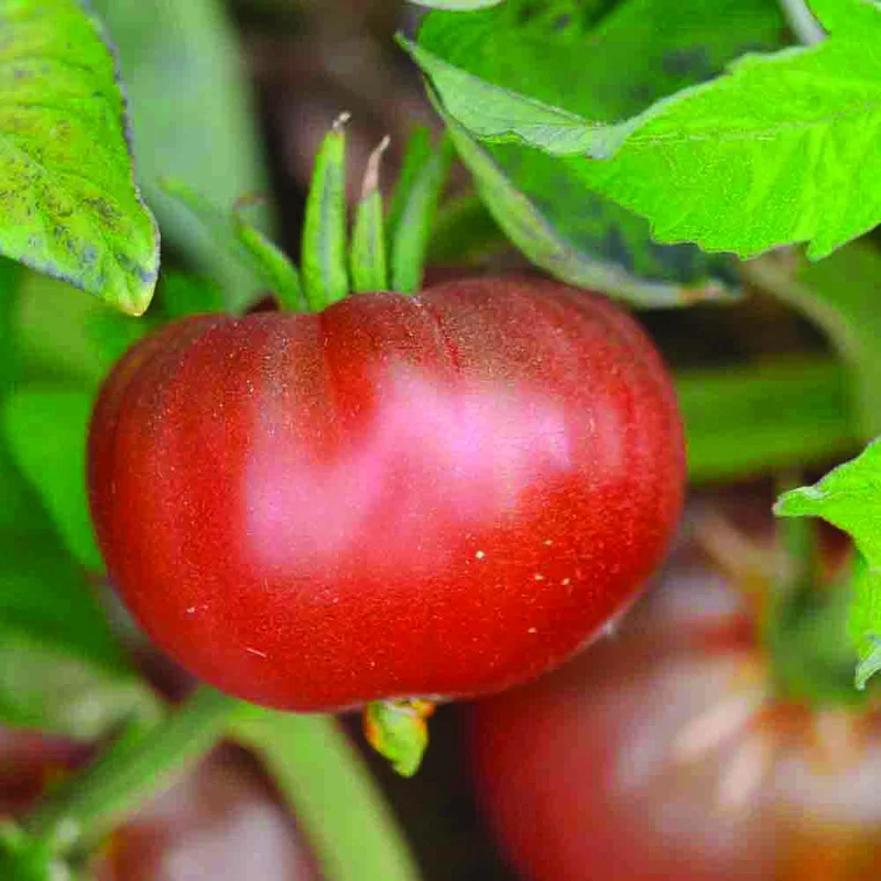 Tomate Black Ethiopian