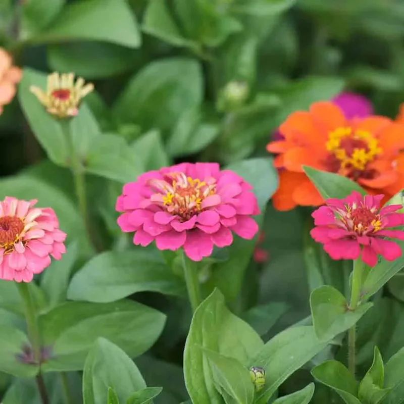 Zinnia Lilliput Petites Fleurs Variees