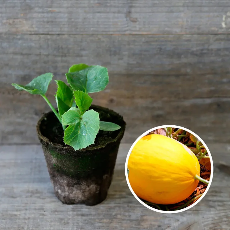 Melon Jaune Des Canaris