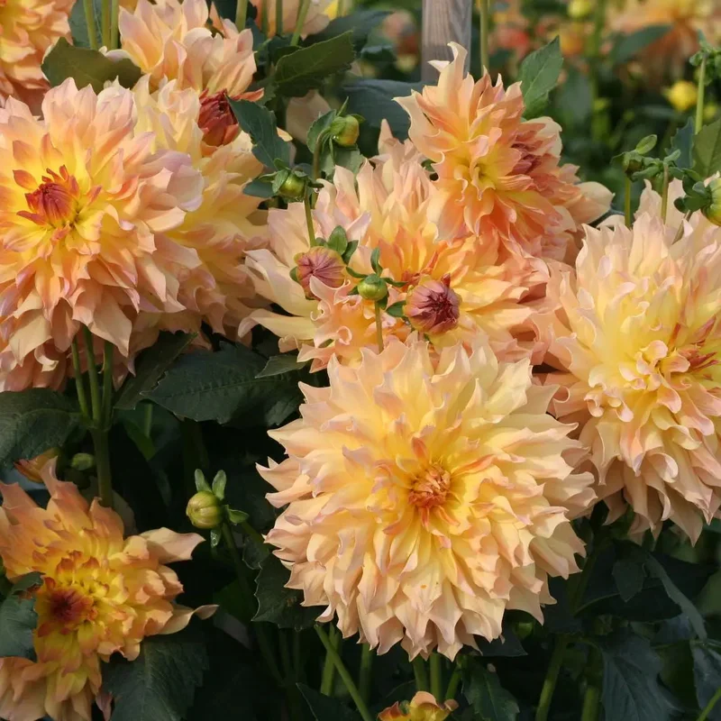Dahlia Decoratif Quenza