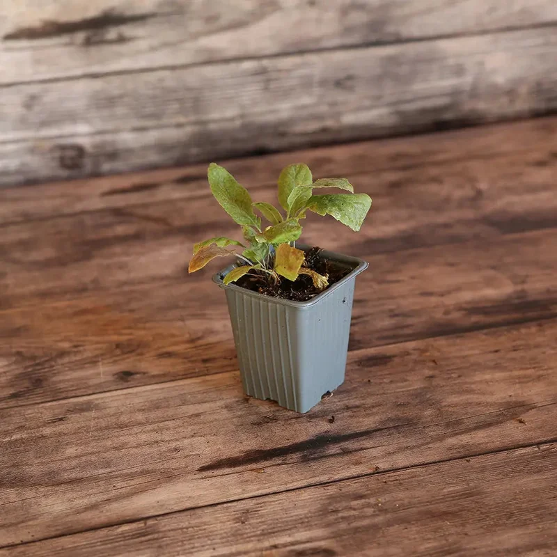 Grande Passerage Plante Moutarde