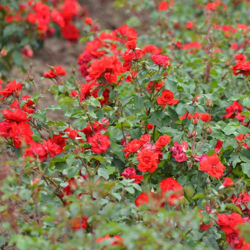 Rosier La Sevillana® - Couvre-sol