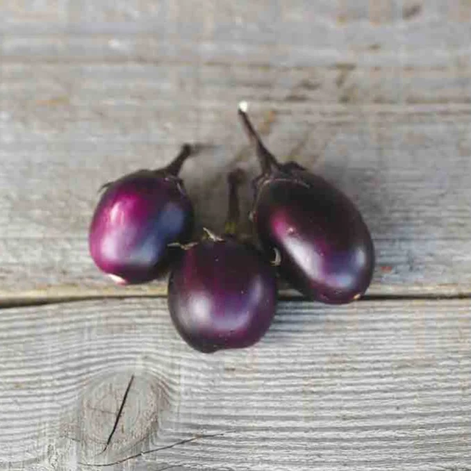 Aubergine Bambino