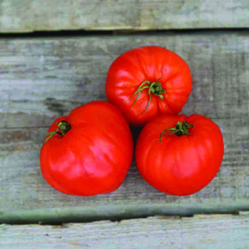 Tomate Coeur De Boeuf Geant Reif Red
