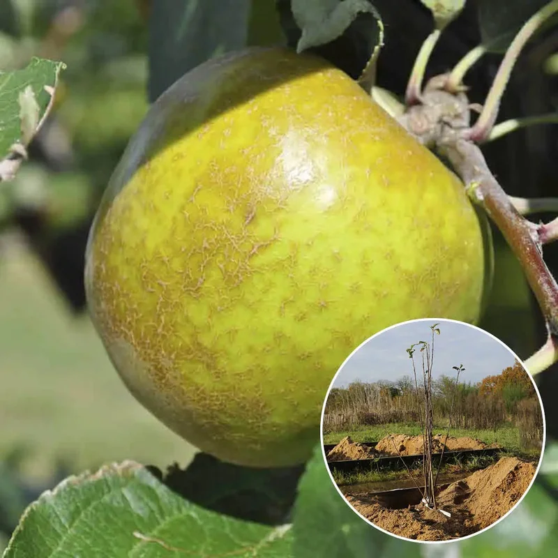 Pommier Court Pendu Gris