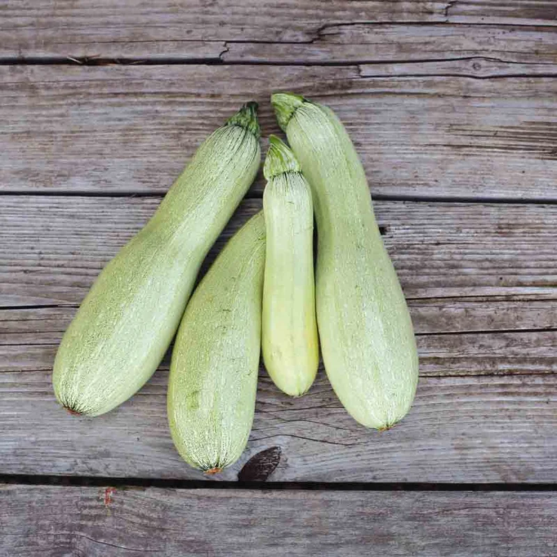 Courgette Alberello Di Sarzana