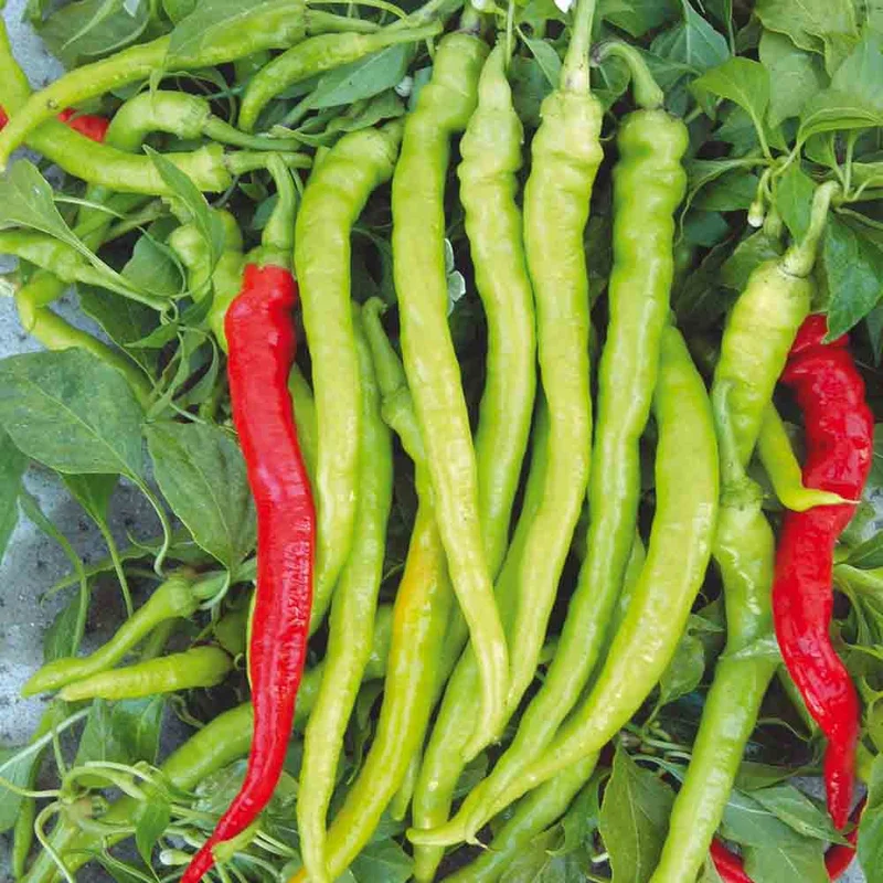 Poivron Sigaretta Di Bergamo