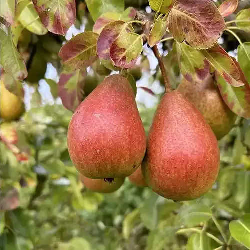 Poirier 'Louise Bonne d'Avranches'