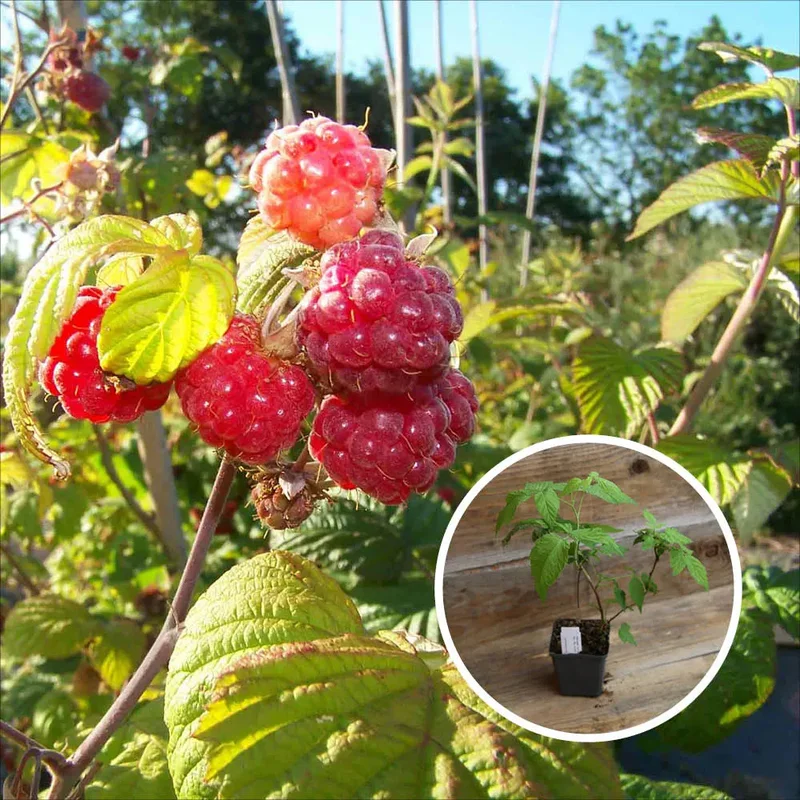 Framboisier Violette