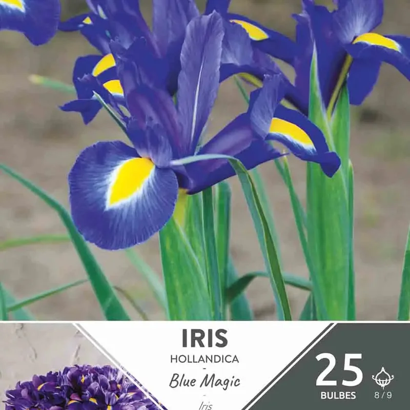Iris Hollandica Blue Magic