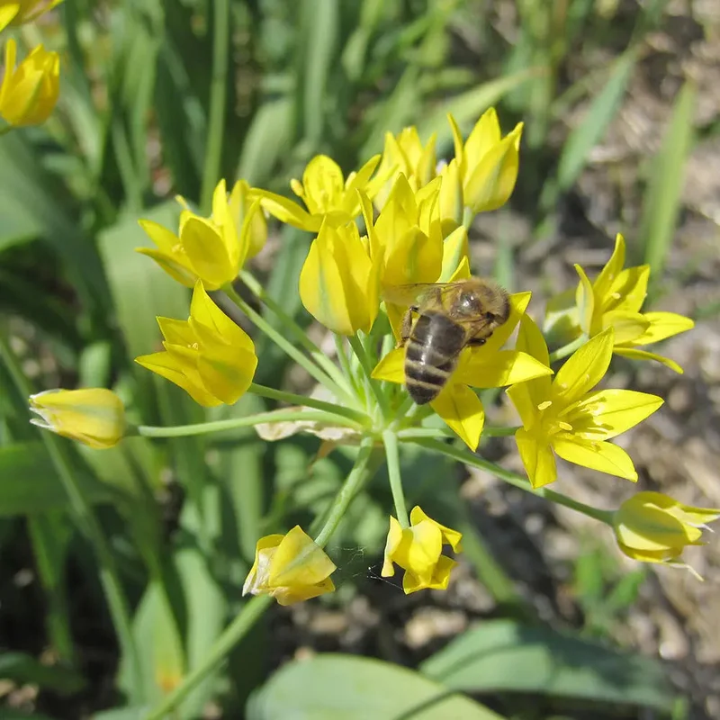 Allium Moly 'jeanine'