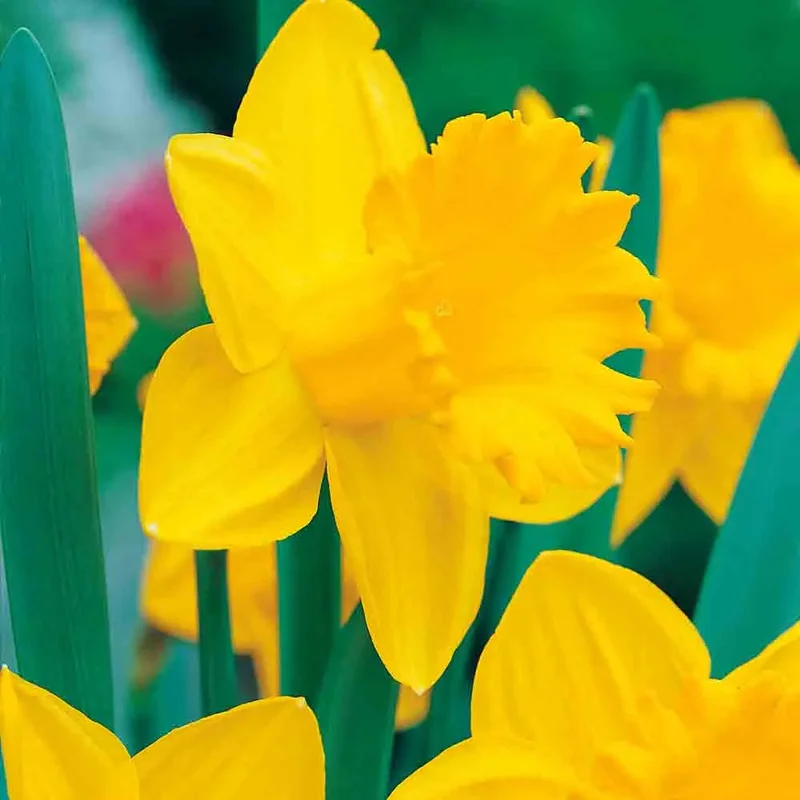 Narcisse Trompette Dutch Master