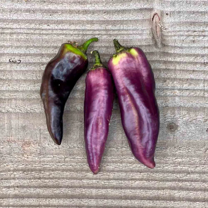 Poivron Pippin's Golden Honey