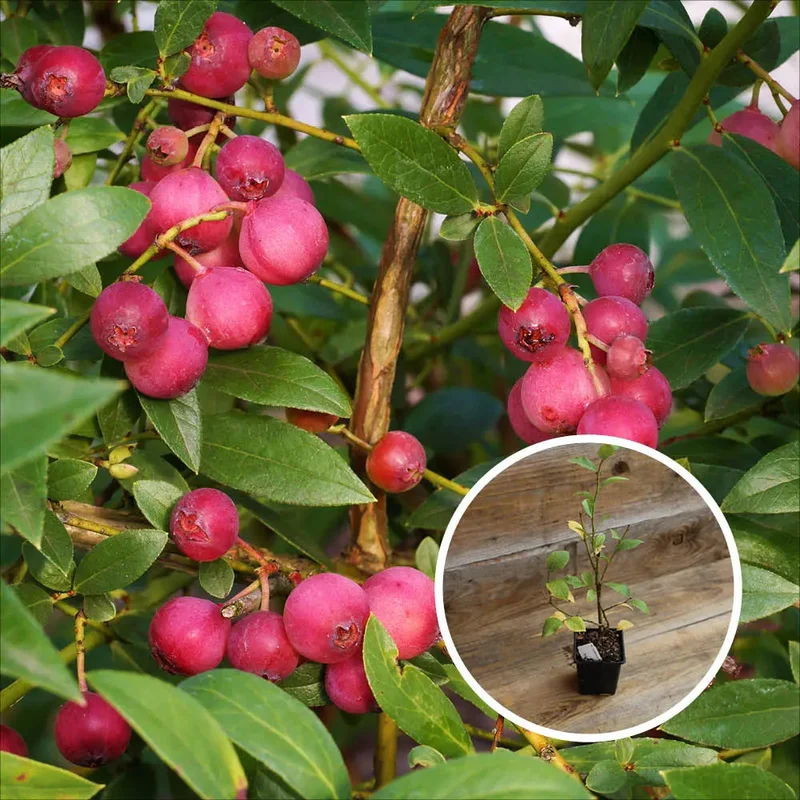 Myrtillier Pink Lemonade