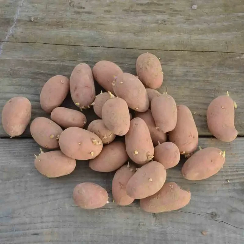 Pomme De Terre Rosabelle