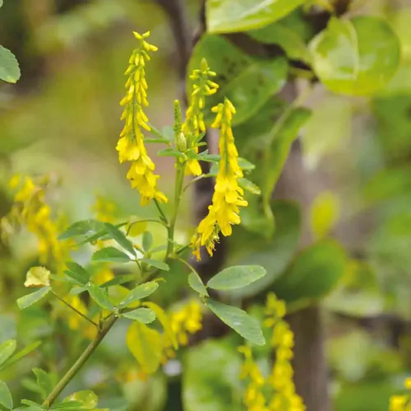 Melilot Officinal 150 G