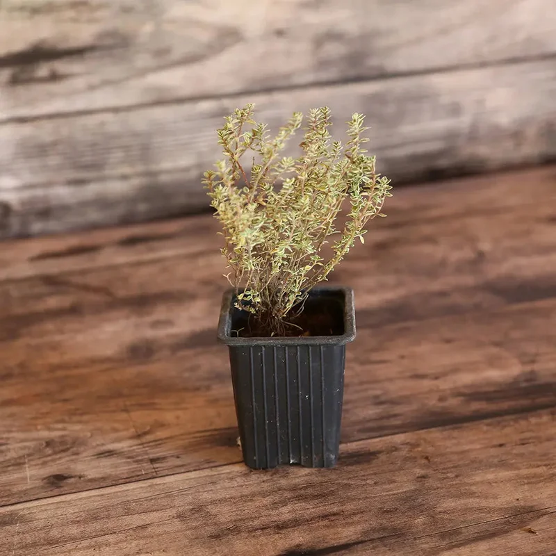 Thym Citron Silver Queen