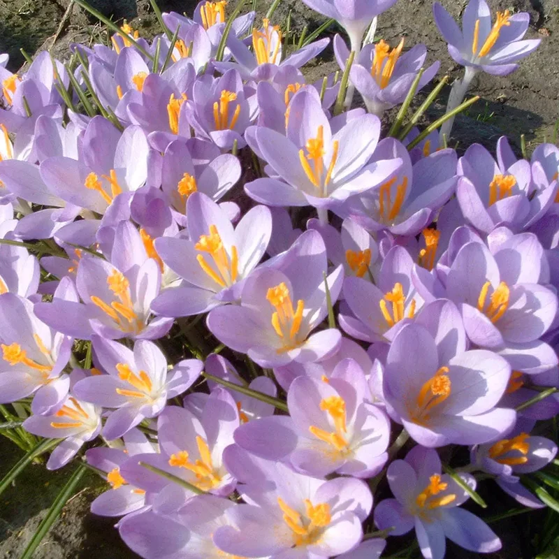 Crocus C. Tommasinianus 'barr's Purple'