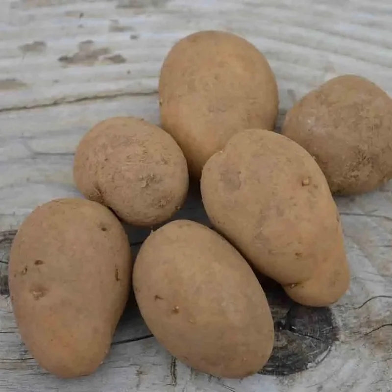 Pomme De Terre Nicola