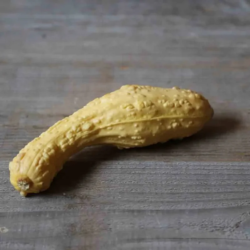 Courgette Pop-corn Ou Rugosa Friulana