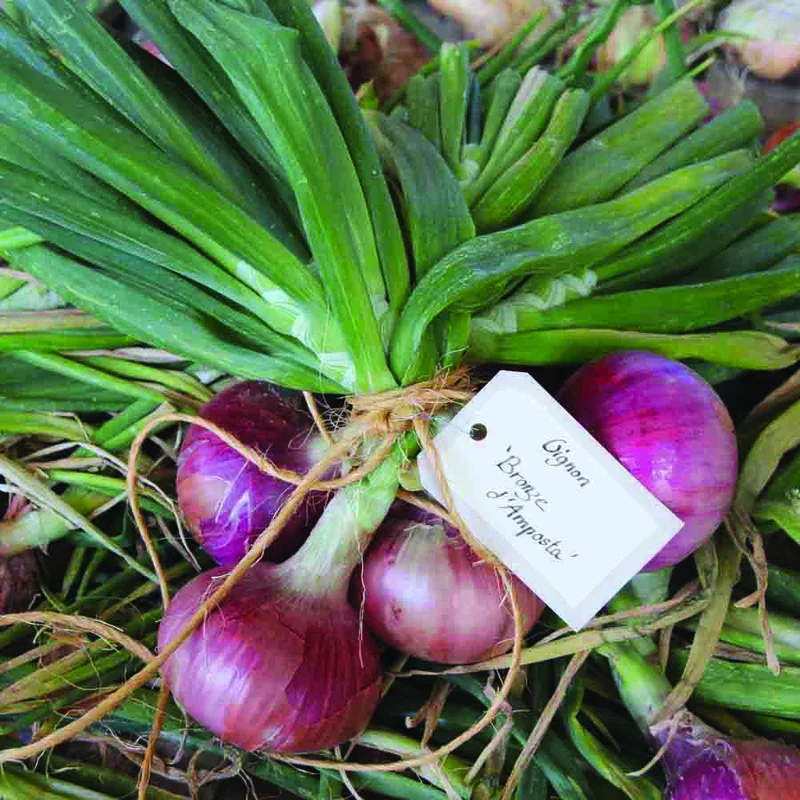 Oignon Morada De Amposta