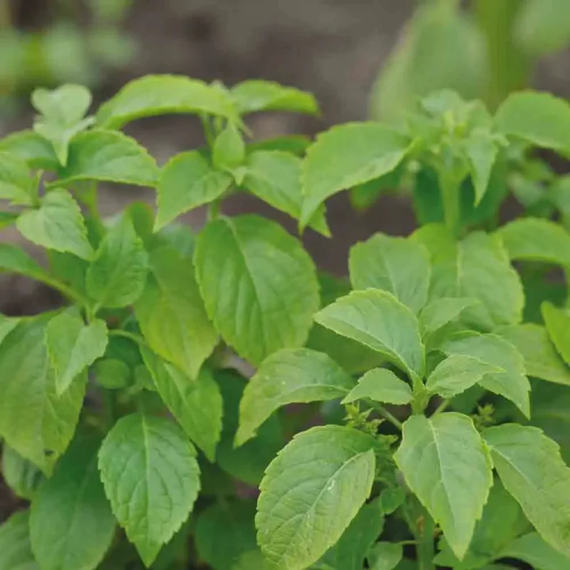 Basilic Thym