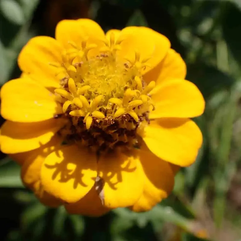 Zinnia Lilliput Jaune