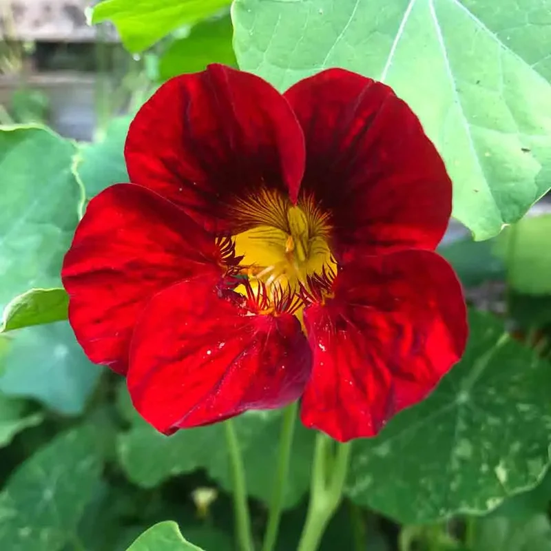 Capucine Naine Imperatrice Des Indes